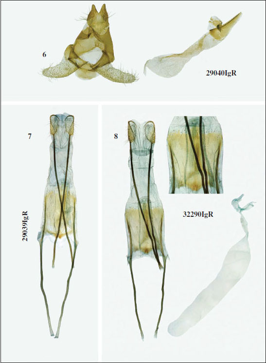 Genitalia of 
							Crossotocera wagnerellaZerny, 1930, in Wagner, 1930. 
							6. Male genitalia. 
							7-8. Female genitalia.
						
