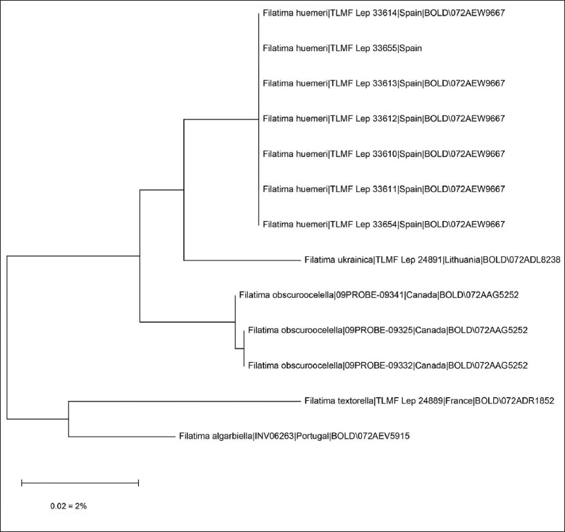 Árbol filogenético Neighbour-Joining de las especies del grupo 
																Filatima (parámetro Kimura 2, construido con MEGA 11 (
																Tamura et al. 2021), sólo se consideran las secuencias (>500 pb). Nota: la barra de escala solo se aplica a las ramas internas entre especies. Fuente: Datos de códigos de barras genético de ADN (Ratnasingham, 2013; 
																Ratnasingham & Hebert, 2013).
															