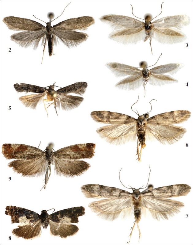 Adultos. 
							2.Agnoea nonscriptellaCorley, 2014 ♂, Castrobarto, Burgos. 
							3.Elachista pollutella Duponchel 1842 [1843] ♂, El Ribero, Burgos. 
							4.Elachista vulcana Kaila, 2011 ♂, Castrobarto, Burgos. 
							5.Neotelphusa cisti (Staiton, 1869) ♂, Zuera, Zaragoza. 
							6.Teleiopsis paulhebertiHuemer & Mutanen, 2012 ♀, Pesaguero, Cantabria. 
							7.Teleiopsis paulhebertiHuemer & Mutanen, 2012 ♂, Pesaguero, Cantabria. 
							8.Pammene gallicolana (Lienig & Zeller, 1846) ♀, Vilallonga de Ter, Gerona. 
							9.Epinotia cruciana (Linnaeus 1761), ♂, Vilallonga de Ter, Gerona.
						
