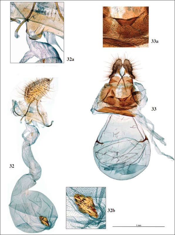 Genitalia hembra; 
										32.Luquetia lobella (
										[Denis & Schiffermüller], 1775), prep. gen. 9448JG. 
										32a. Ídem, detalle del antrum y ostium. 
										32b. Ídem, detalle del signum. 
										33.Pammene gallicolana (
										Lienig & Zeller, 1846), prep. gen. 9220JG. 
										33a. Ídem, detalle del antrum y ostium.
									