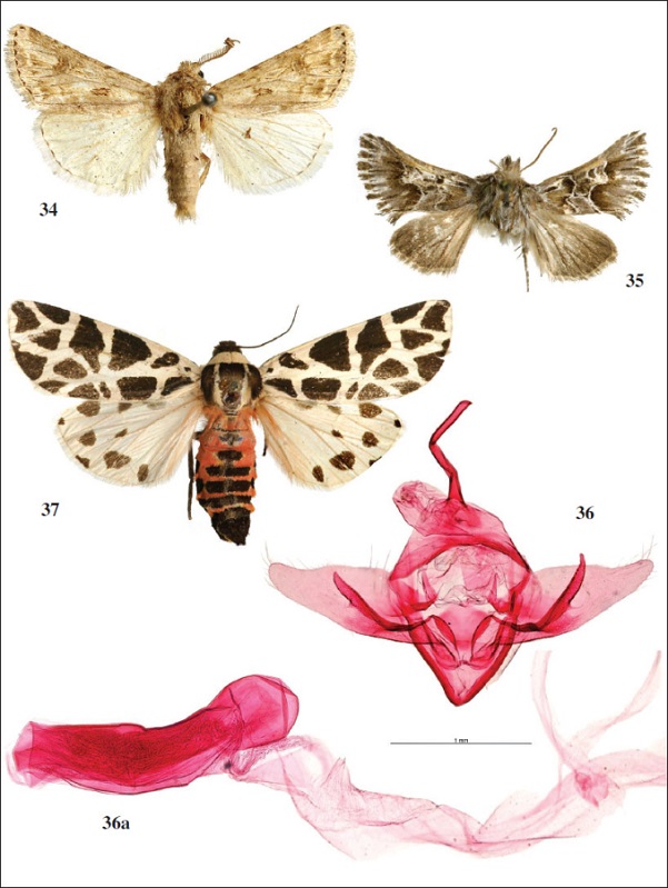 Adultos. 
													34.Agrotis lasserrei (Oberthür, 1881), ♂, Melilla. 
													35.Amephana aurita (Fabricius, 1787), ♂, Melilla. 
													36. Genitalia macho
													. Amephana aurita (Fabricius, 1787), prep. gen. 61769AV. 
													36a. Idem, phallus. 
													37.Cymbalophora pudica (Esper, 1785), ♀, Melilla.
												