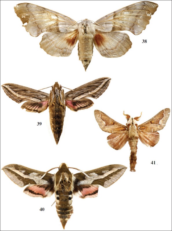 Adultos. 
														38.Laothoe austauti (
														Staudinger, 1877), ♀, Melilla. 
														39.Hippotion celerio (
														Linnaeus, 1758), ♂, Melilla. 
														40.Hyles tithymali mauretanica (
														Staudinger, 1871), ♂, Melilla. 
														41.Streblote panda Hübner, [1820], ♂, Melilla.
													
