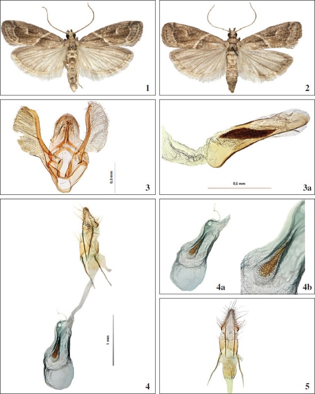 1.Nyctegretis ruminella (
						La Harpe, 1860) ♂- 15 mm. Ex larva 
						Tamarix canariensis, 12-IV-2005, El Rompido (Cartaya-Huelva). 
						2.Nyctegretis ruminella (
						La Harpe, 1860) ♀- 16 mm. Ex larva 
						Tamarix canariensis, 23-IV-2005, El Rompido (Cartaya-Huelva). 
						3.N. ruminella ♂- prep. gen. 05-185pb. 
						3a. ídem, aedeagus. 
						4.N ruminella ♀- prep. gen. 05-186pb. 
						4a. ídem, detalle del corpus bursae y del ductus seminal. 
						4b. ídem, detalle del signum. 
						5.N ruminella 0 Ex larva 
						Tamarix canariensis, 10-IV-2005, El Rompido (Cartaya-Huelva) - prep. gen. 05-187pb - detalle de papilas anales y de las apófisis.
					