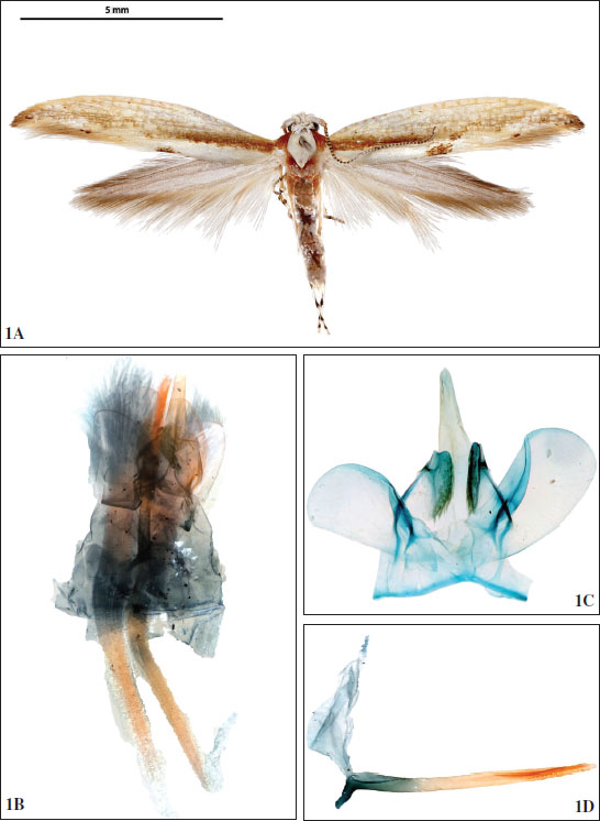 Argyresthia quetzaltenangonella Gorneau & Dombroskie, sp. nov., holotype, ♂. A. Adult. B. Coremata of abdomenov. C. Male genitalia with phallus removed. D. phallus.
						
