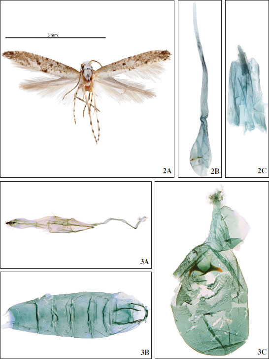 2. Dorsal habitus (A), ductus bursae and corpus bursae (B); and genital capsule (C) of holotype 
								Argyresthia guatemala Gorneau & Dombroskie, sp. nov. 
								3. Genital capsule, ductus bursae (A); abdomen (B); and corpus bursae (C) of slide of dissected female 
								Argyresthia deletella (USNM 76603).
							