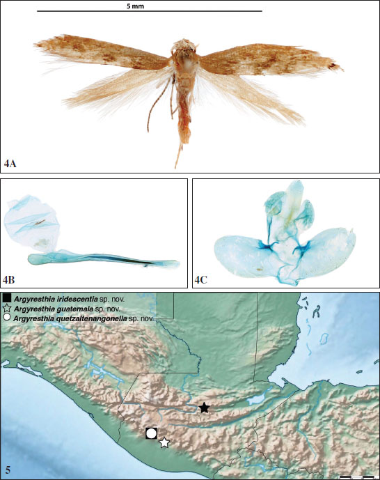 4. Dorsal habitus (A), phallus (B), and genital capsule with valves spread (C) of holotype 
									Argyresthia iridescentia Gorneau & Dombroskie, sp. nov. 
									5. Maps with holotype localities of new 
									Argyresthia species made using SimpleMappr (SHORTHOUSE 2010). Holotype locality of 
									Argyresthia iridescentia Gorneau & Dombroskie, sp. nov. in black square, of 
									A. guatemala Gorneau & Dombroskie, sp. nov. in black star, and of 
									A. quetzaltenangonella Gorneau & Dombroskie, sp. nov. in white circle. Paratype locality of 
									A. guatemala Gorneau & Dombroskie, sp. nov. in white star.
								
