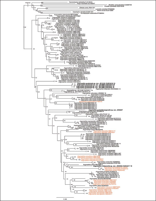 Maximum likelihood phylogeny of Argyresthiidae inferred in IQ-TREE. Phylogeny of Argyresthiidae with Yponomeutoidea outgroup indicated by hash mark. Species described as new are bolded and species considered within subgenus 
									Blastotere are in red. Nodal labels represent support values as ultrafast bootstrap replicates (UFBoot, described in 
									MINH et al. 2013). Scale bar at bottom with value 0.06 indicates branch lengths.
								