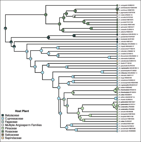 Stochastic Character Mapping. Posterior probabilities of stochastic character mapping of known host plants for species of 
										Argyresthia for which barcodes and records exist. Bold indicates species not recovered as monophyletic.
									