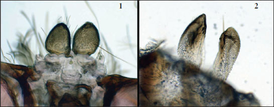 Mouthparts of Megalopygidae: 
						1.EdebessaWalker, 1856. 
						2.LangucysButler, 1878.
					
