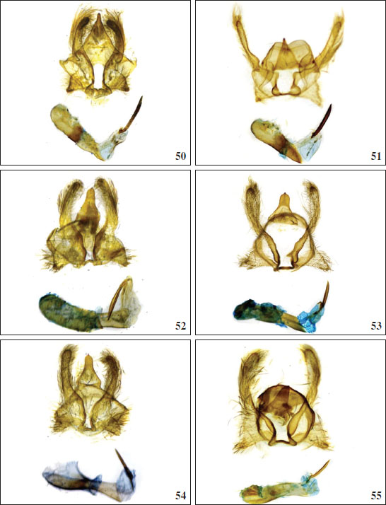 Male genitalia of 
																Langucys Butler, 1878 (
																bicolor species-group): 
																50.L. reichertae Volkova, sp. nov. (holotype). 
																51.L. languciatus. Genitalia of 
																Langucys Butler, 1878 (
																nigropuncta species-group): 
																52.L. sulaki Volkova, sp. nov. (holotype, male). 
																53.L. nigropuncta (male). 
																54.L. witti Volkova, sp. nov. (holotype, male). 
																55.L. artamonovae Volkova, sp. nov. (holotype, male).
															