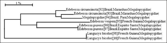 Phylogenetic relations between the species of 
													EdebessaWalker, 1856 and 
													LangucysButler, 1878 (algorithm Kimura 2 Parameter marker COI, from BOLDSystem).
												