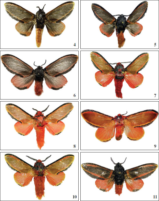 Habitus of 
							Edebessa: 
							4.E. circumcincta Schaus, 1905 (male, holotype, USNM). 
							5.E. circumcincta Schaus, 1905 (male, MWM). 
							6.E. circumcincta Schaus, 1905 (female, photo by Alex Cahurel). 
							7.E. vespera Volkova, sp. nov. (male, paratype, MWM. 
							8.E. purens Walker, 1856 (male, MWM). 
							9.E. purens Walker, 1856 (female, holotype, NHMUK). 
							10.E. vespera Volkova, sp. nov. (male, holotype, MWM). 
							11.E. cryptobia Volkova, sp. nov. (male, holotype, MWM).
						