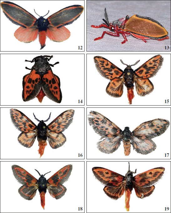 12.E. cryptobia Volkova, sp. nov. (female, allotype, CVSM). Scale bar 1 cm. Resting position: 
								13.Edebessa purens Walker, 1856 (photo by Bernard Dupont). 
								14.Langucys cardinal Volkova, sp. nov. (photo by Ferdy Christant). Habitus of 
								Langucys Butler, 1878 (
								bicolor-group): 
								15.L. bicolor (
								Möschler, 1883) (male, MWM). 
								16.L. bicolor (
								Möschler, 1883) (male, MWM). 
								17.L. bicolor (
								Möschler, 1883) (female, holotype, SMNS). 
								18.L. nigrorufus (Walker, 1864) (male, MWM). 
								19.L. nigrorufus (Walker, 1864) (= 
								obustaDognin, 1920, male, holotype, USNM).
							