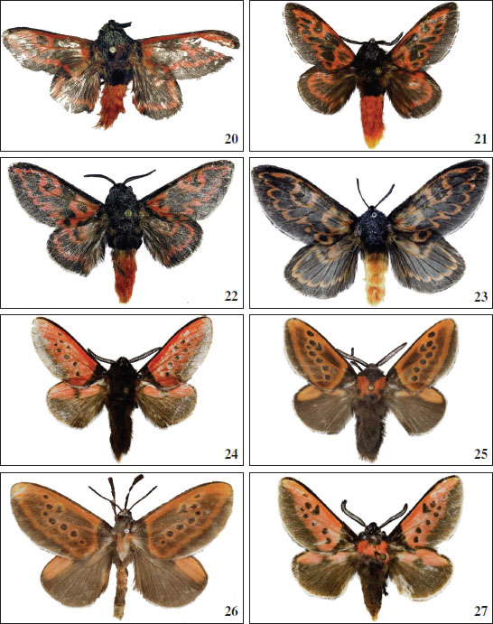 20.L. nigrorufus (Walker, 1864) (male, holotype, NHMUK). 
															20.L. reichertae Volkova, sp. nov. (male, holotype, MWM). 
															22.L. languciatus (Schaus, 1905) (male, MWM). 
															23.L. languciatus (Schaus, 1905) (female, holotype, USNM). Scale bar 1 cm. Habitus of 
															Langucys Butler, 1878 (
															nigropuncta species-group): 
															24.L. sulaki Volkova, sp. nov. (male, holotype, MWM). 
															25.L. nigropunctaDruce, 1909 (male, MWM). 
															26.L. nigropunctaDruce, 1909 (female, holotype, NHMUK). 
															27.L. witti Volkova, sp. nov. (male, holotype, MWM).
														