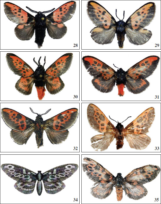Habitus of 
																	Langucys Butler, 1878 (
																	nigropuncta species-group): 
																	28.L. artamonovae Volkova, sp. nov. (male, holotype, MWM). 
																	29.L. artamonovae (female, allotype, MWM). 
																	30.L. cardinal Volkova, sp. nov. (male, holotype, MWM). 
																	31.L. cardinal Volkova, sp. nov. (female, allotype, MWM). 
																	32.L. vadimi Volkova, sp. nov. (male, holotype, MWM). 
																	33.L. vadimi Volkova, sp. nov. (female, allotype, ZMHB). 
																	34. Habitus of 
																	L. bicolor, female, drawing from Möschler (1883), (reproduction). 
																	35.L. bicolor (female, holotype, SMNS). Scale bar 1 cm.
																