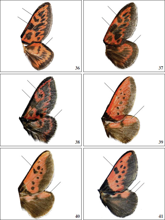 Wings pattern of 
														Langucys, males (the arrows show the distinctive features mentioned in the text): 
														36.L. bicolor37.L. reichertae Volkova, sp. nov. 
														38.L. languciatus.39.L. sulaki Volkova, sp. nov. 
														40.L. witti Volkova, sp. nov. 
														41.L. artamonovae Volkova, sp. nov.
													