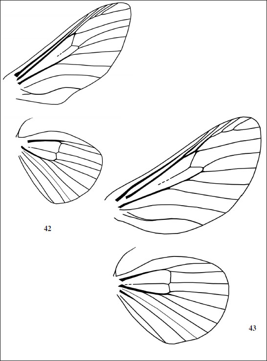 42. Wing venation of 
									Edebessa purens Walker, 1856. 
									43. Wing venation of 
									Langucys nigropuncta.

								
