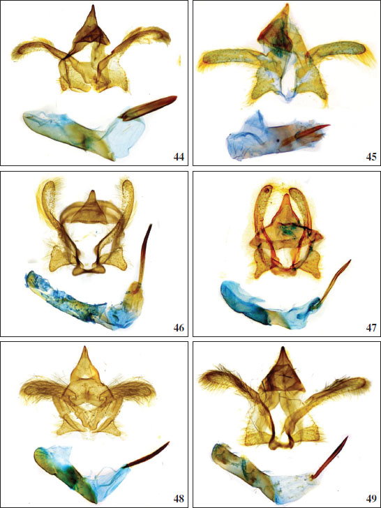 Genitalia of 
										Edebessa Walker, 1856: 
										44.E. circumcincta Schaus, 1905 (male). 
										45.E. cryptobia Volkova, sp. nov. (holotype, male). 
										46.E. purens Walker, 1856 (male). 
										47.E. vespera Volkova, sp. nov. (holotype, male). Male genitalia of 
										Langucys Butler, 1878 (
										bicolor species-group): 
										48.L. bicolor49.L. nigrorufus.