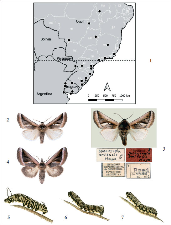 1.Cabralia trifasciata, distribution. 
							2-4.Cabralia trifasciata.1. Male, SC, Brazil. 
							2. Female, DF, Brazil. 
							3. Male, Concordia, Argentina (“Paratypoid” male). 
							5-7. Caterpillars (from Jones, pl. 6, figures 1, 15, 20). 
							5.Danaus erippus (Nymphalidae). 
							6.Sorocaba anomala (Apatelodidae). 
							7.Cabralia trifasciata (Noctuidae).

						