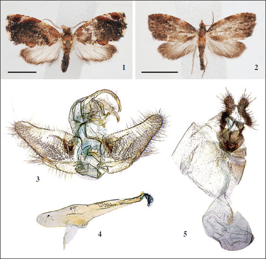 Protopterna dongjooi Sohn, sp. nov. 
						1-2. Habitus, scale bars = 3 mm. 
						1. Male, holotype. 
						2. Female, paratype. 
						3-4. Male genitalia. 
						3. Genital capsule. 
						4. Phallus. 
						5. Female genitalia.
					