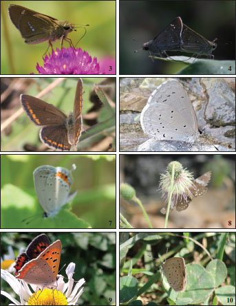 Hesperiidae 1-4. 
									3.Parnara gutta (Bremer & Grey, 1852). 
									4.Pelopidas mathias (Fabricius, 1798). Lycaenidae 
									5.Aricia agestis ([Denis & Schiffermüller], 1775). 
									6.Calastrina argiolus (
									Linnaeus, 1758). 
									7.Everes hugelli (Gistel, 1857). 
									8.Celaenorrhinus leucocera (Kollar, 1844). 
									9.Lycaena phlaeas (Linnaeus, 1761). 
									10.Pseudozizeeria maha (Kollar, 1848).
								
