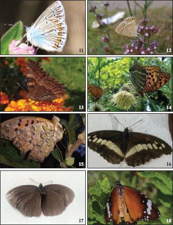 Lycaenidae 9-14. 
										11.Polymmatus ariana (Moore, 1865). 
										12.Lampides boeticus (Linnaeus, 1767). Nymphalidae 13-17. 
										13.Aglais caschmirensis (Kollar, [1844], in Hügel). 
										14.Argynnis childreni (Gray, 1831). 
										15.Argynnis hyperbius (Linnaeus, 1763). 
										16.Aulocera saraswati (Kollar, [1844]). 
										17.Callerebia nirmala (Moore, 1865). 
										18.Danaus chrysippus (
										Linnaeus, 1758).
									