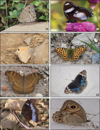 Nymphalidae 19-26. 
											19.Hipparchia parisatis (Kollar, [1849]). 
											20.Hypolimnas missippus (Linnaeus, 1764). 
											21.Hyponephele cheena (Moore, 1865). 
											22.Issoria lathonia (
											Linnaeus, 1758). 
											23.Junonia iphita (Cramer, 1779). 
											24.Junonia orithya (
											Linnaeus, 1758). 
											25.Kaniska canace (Linnaeus, 1763). 
											26.Lasiommata schakra (Kollar, [1844], in Hügel).
										