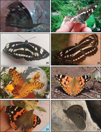 Nymphalidae 27-31. 
												27.Libythea lepita (Moore, 1858). 
												28.Limenitis ligyes (Hewitson, 1864). 
												29.Neptis mahendra (Moore, 1872). 
												30.Neptis sappho (Pallas, 1771). 
												31.Phalanta phalanta (Drury, 1773). 
												32.Vanessa cardui (
												Linnaeus, 1758). 
												33.Vanessa indica (Herbst, 1794). 
												34.Ypthima nareda (Kollar, [1844], in Hügel).
											