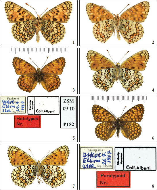 1.Melitaea phoebe occitanica male underside, Nans, Var France, 24-V-1926. © Bartolozzi. 
						2.Melitaea ornata male underside, Nans, Var, France, 24-V-1926. © Bartolozzi. 
						3.Melitaea phoebe pseudosibina holotype ♂ upperside, Elbrus region, Itkol, Russian Federation, 27-VII-1967. © Tennent. 
						4.Melitaea phoebe pseudosibina holotype ♀,underside, Elbrus region, Itkol, Russian Federation. © Tennent. 
						5.Melitaea phoebe pseudosibina holotype, labels on pin © Tennent. 
						6.Melitaea phoebe pseudosibina paratype ♀ upperside, Elbrus region, Itkol, Russian Federation, 26-VII-1967. © Tennent. 
						7.Melitaea phoebe pseudosibina paratype ♀ underside, Elbrus region, Itkol, Russian Federation. © Tennent. 
						8.Melitaea phoebe pseudosibina paratype ♀, labels on pin. © Tennent.
					