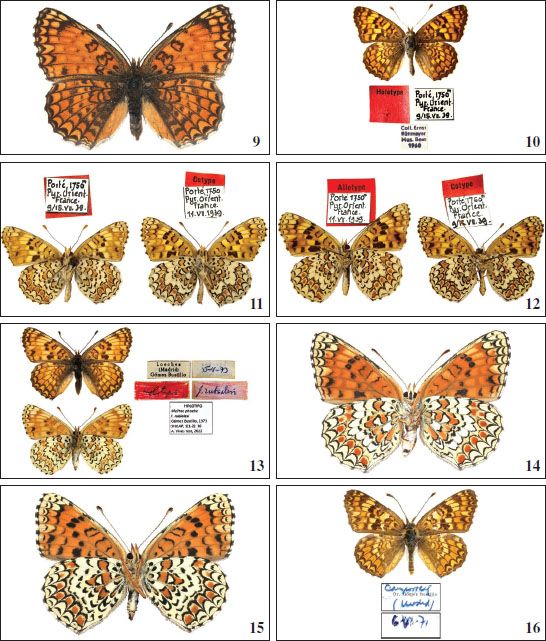 9.Melitaea phoebe ♀ upperside, Grupčin, Skopje, Republic of Macedonia, 15-V-1990. © PJCR. 
									10.M. phoebe var. 
									allophylus, holotype male upperside, Porté, Pyrénées Orientales, France, 9-15-VII-1939. © Hans-Peter Wymann. 
									11.M. phoebe var. 
									allophylus, holotype male and cotype male undersides, Porté, Pyrénées Orientales, France, 9-15-VII-1939. © Hans-Peter Wymann. 
									12.M. phoebe var. 
									allophylus, allotype male and cotype male undersides, Porté, Pyrénées Orientales, France, 9-15-VII-1939. © Hans-Peter Wymann. 
									13.M. phoebe rubialesi Bustillo ♀ holotype upperside, underside and tabels on pin, Loeches, Madrid, 15-V-1973. © AVM. 
									14.M. phoebe reared ♀ underside, ex ova, Nedešćina, Istria, Croatia, emerged 14-IX-2011. © PJCR. 
									15.M. ornata reared ♀ underside, ex ova 8 km southeast Trebinje, Herzegovina, emerged 07-V-2018. © PJCR. 
									16.M. ornata, male upperside, Campo Real, Madrid, Spain, 06-VI-1972, leg. Gómez Bustillo. © AVM.
								