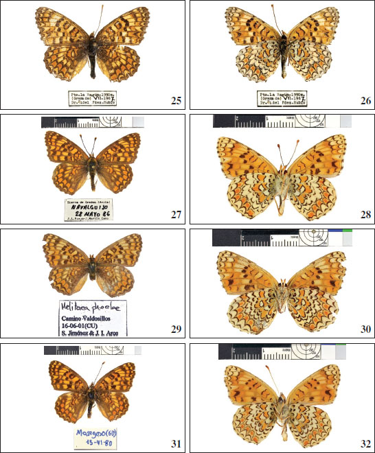 25.M. ornata male upperside, Puerto de la Ragua, Sierra Nevada, Granada, Spain, VII-1967, leg. Fernández Rubio. © AVM. 
										26.M. ornata male underside, Puerto de la Ragua, Granada, Sierra Nevada, Spain,VII-1967, leg. Fernández Rubio. © AVM. 
										27.M. ornata male upperside, Navalguijo, Sierra de Gredos, Ávila, Spain, 28-V-1986, leg. J. L. Viejo & J. M. Cano. © EGB. 
										28.M. ornata male underside, same data as 
										Figure 27. 
										29.M. ornata female upperside, Camino Valdosillos, Cuenca, Spain, 16-VI-2001, leg. S. Jiménez & J. I. Arce. © EGB. 
										30.M. ornata female underside, same data as 
										Figure 29. 
										31.M. ornata male upperside, Masegozo de Taguña, Guadalajara, Spain, at 
										circa 1000 m., 15-VI-1980, leg. García-Barros. © EGB. 
										32.M. ornata male underside, same data as 
										Figure 31.
									