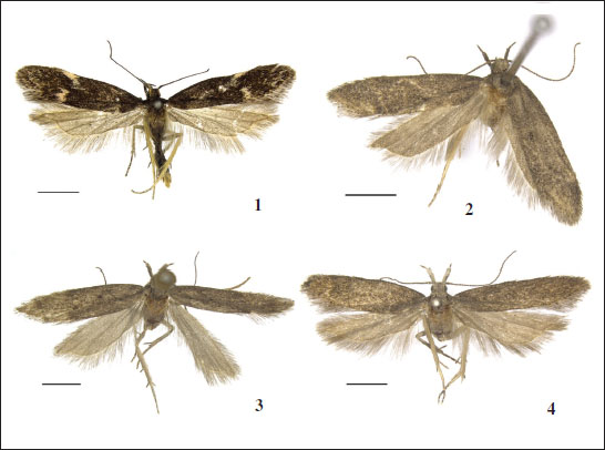 Adults of 
							Athrips spp. 
							1.A. albimacula Oh & Li, sp. nov., holotype, ♂. 
							2.A. lingchuana Oh & Li, sp. nov., holotype, ♂. 
							3.A. pruinosella, ♂.4.A. spiraeae, ♂. (scales = 2.0 mm).
						