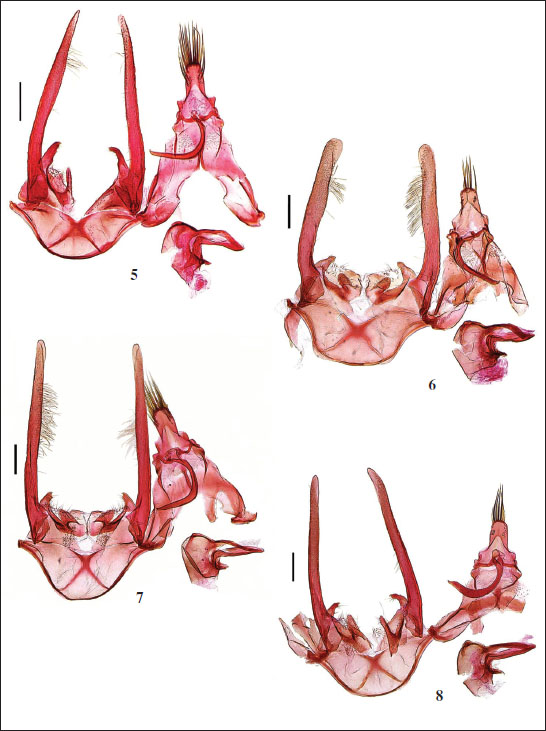 Male genitalia of 
								Athrips spp. 
								5.A. albimacula Oh & Li, sp. nov., holotype, slide No. OHJ20753. 
								6.A. lingchuana Oh & Li, sp. nov., holotype, slide No. OHJ20732. 
								7.A. pruinosella, slide No. OHJ20726. 
								8.A. spiraeae, slide No. OHJ20729. (scales = 0.2 mm).
							