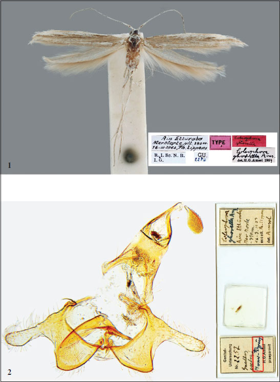 1.Coleophora ghorellaAmsel, 1955 - holotype (wingspan 19 mm). 
						2. Male genitalia (GP Amsel 2257).
					