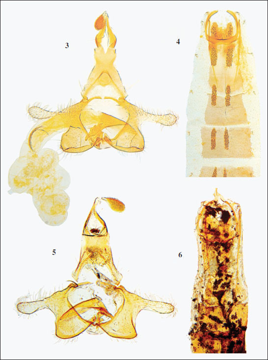3.C. hospitiellaChrétien, 1915 - male genitalia (GP Bldz 13659) Tunisia, Bou Hedma, 28-II-1929, C. Dumont leg., coll. Baldizzone. 
							4. Abdomen. 
							5.Coleophora ghorellaAmsel, 1955 - photo of male genitalia rearranged with photo editing program. 
							6. Abdomen.
						