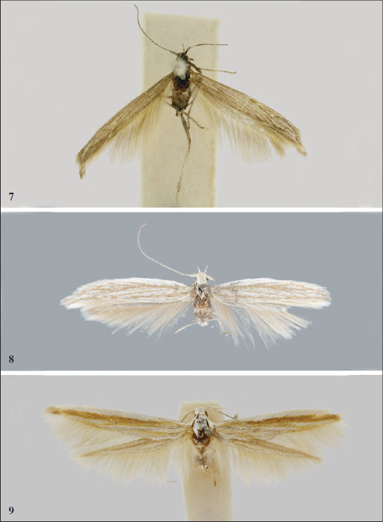 7.C. iordanica Baldizzone, sp. nov. - holotype (wingspan 15 mm). 
									8.C. incultellaToll, 1952 - holotype (wingspan 14 mm). 
									9.C. ratamensis Baldizzone, sp. nov. - holotype (wingspan 18 mm).
								