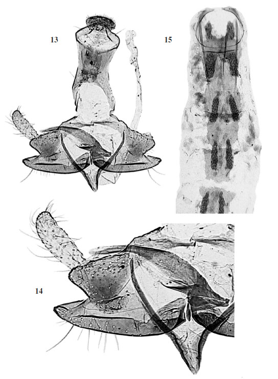 13.C. incultellaToll, 1952 - male genitalia, holotype (GP Toll 431). 
											14. Enlarged detail of valva and phallotheca. 
											15. Abdomen.
										