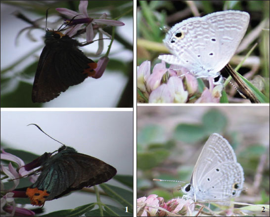 1.Choaspes benjaminii japonica Murray, underwings. 
						2.Chilades parrhasius (Fabricius), nectarine of 
						Trifolium repens.