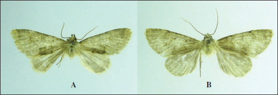 Polymixis fakherehsabae Shirvani, sp. nov., male adults. 
							A. Holotype, Iran, Kerman, Baft, Khabr National Park. 
							B. Paratype, Iran, Kerman, Baft, Khabr National Park.
						