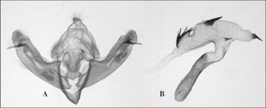Polymixis fakherehsabae Shirvani, sp. nov., male genitalia. 
								A. Armature. 
								B. Aedeagus and everted vesica.
							