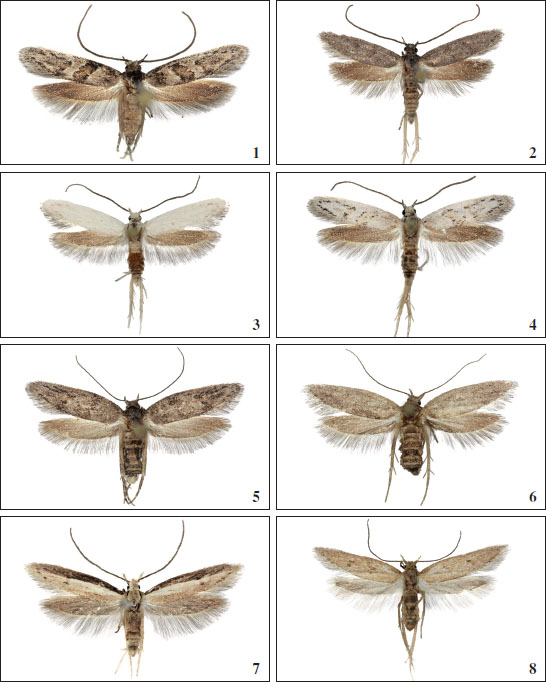 1.Chersogenes variabilis Falck & Karsholt, sp. nov., ♂, Gran Canaria, 13 mm. 
							2.Chersogenes variabilis Falck & Karsholt, sp. nov., ♂, Gran Canaria, 14 mm. 
							3.Chersogenes variabilis Falck & Karsholt, sp. nov., ♂, Gran Canaria, 14 mm. 
							4.Chersogenes variabilis Falck & Karsholt, sp. nov., ♂, Gran Canaria, 13.5 mm. 
							5.Chersogenes variabilis Falck & Karsholt, sp. nov., ♀, Gran Canaria, 16 mm. 
							6.Chersogenes variabilis Falck & Karsholt, sp. nov., ♀, Gran Canaria, 15.5 mm. 
							7.Chersogenes sophroniellus (
							Rebel, 1894), ♂, Gran Canaria, 12.5 mm. 
							8.Chersogenes sophroniellus (
							Rebel, 1894), ♀, Gran Canaria, 12 mm.
						