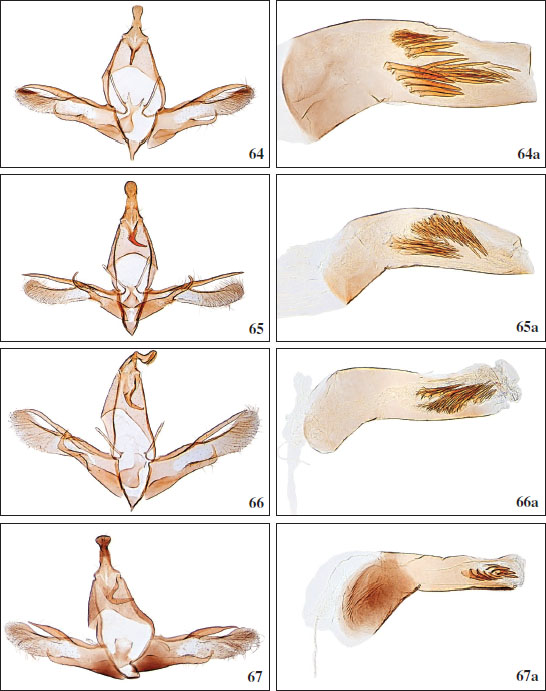 64.Chersogenes eupracta (
													Gozmány, 1988), ♂, Gran Canaria, GP3708PF. 
													64a.Chersogenes eupracta (
													Gozmány, 1988), phallus, GP2824PF. 
													65.Chersogenes hermiguae Falck & Karsholt, sp. nov., ♂, La Gomera, GP3718PF. 
													65a. Phallus, GP3718PF. 
													66.Chersogenes mercedella Falck & Karsholt, sp. nov., ♂, Tenerife, GP3709PF. 
													66a. Phallus, GP3674PF. 
													67.Chersogenes duabusalis Falck & Karsholt, sp. nov., ♂, Fuerteventura, GP3715PF. 
													67 a. Phallus, GP3715PF.
												