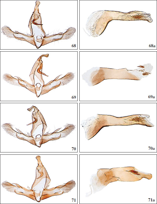 68.Chersogenes aguiari Falck & Karsholt, sp. nov., ♂, Salvagem Grande, GP3801APF. 
												68a.Chersogenes aguiari Falck & Karsholt, sp. nov., phallus, GP3801APF. 
												69.Chersogenes klimeschi (
												Gozmány, 1975), ♂, La Gomera, GP3716PF. 
												69a. Phallus, GP3716PF. 
												70.Chersogenes brachyptera (
												Walsingham, 1908), ♂, Tenerife, GP3799PF. 
												70a. Phallus, GP3799PF. 
												71.Chersogenes coxi Falck & Karsholt, sp. nov., ♂, Fuerteventura, GP3670PF. 
												71a. Phallus, GP3672PF.
											