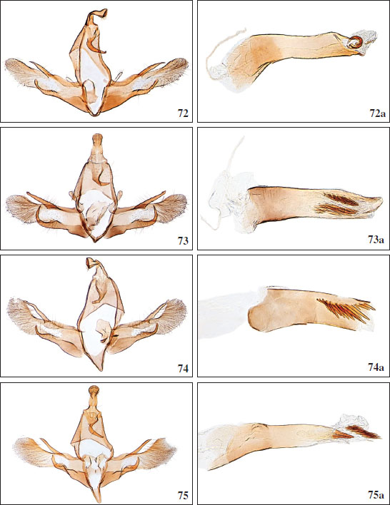 72.Chersogenes lanzarotae Falck & Karsholt, sp. nov., ♂, Lanzarote, GP3668PF. 
														72a.Chersogenes lanzarotae Falck & Karsholt, sp. nov., phallus, GP3668PF. 
														73.Chersogenes victimella (
														Walsingham, 1908), ♂, Tenerife, GP3745PF. 
														73a. Phallus, GP3745PF. 
														74.Chersogenes fuerteventurae Falck & Karsholt, sp. nov., ♂, Fuerteventura, GP3710PF. 
														74a. Phallus, GP2831PF. 
														75.Chersogenes indistincta Falck & Karsholt, sp. nov., ♂, Fuerteventura, GP3699PF. 
														75a. Phallus, GP3725PF.
													
