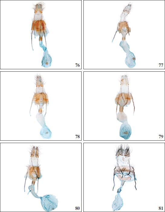 76.Chersogenes variabilis Falck & Karsholt, sp. n., ♀, Gran Canaria, GP2829PF. 
										77.Chersogenes sophroniella (
										Rebel, 1894), ♀, Gran Canaria, GP3731PF. 
										78.Chersogenes pseudocanariensis Falck & Karsholt, sp. n., ♀, Gran Canaria, GP3654PF. 
										79.Chersogenes canariensis (
										Rebel, 1906), ♀, Tenerife, GP2830PF. 
										80.Chersogenes extricata (
										Gozmány, 1964), ♀, Gran Canaria, GP3730PF. 
										81.Chersogenes nigra Falck & Karsholt, sp. n., ♀, Gran Canaria, GP3732PF.
									