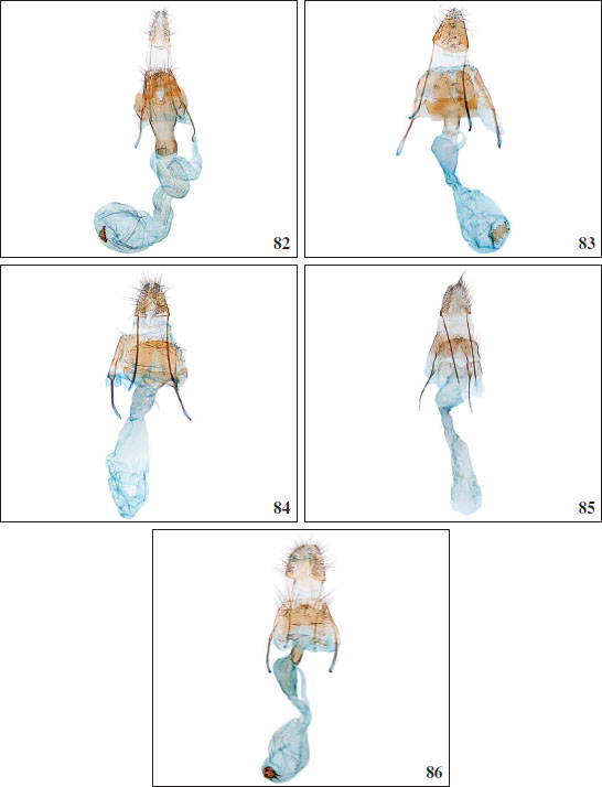 82.Chersogenes eupracta (
										Gozmány, 1988), ♀, Gran Canaria, GP3728PF. 
										83.Chersogenes duabusalis Falck & Karsholt, sp. nov., ♀, Fuerteventura, GP2854PF. 
										84.Chersogenes coxi Falck & Karsholt, sp. nov., ♀, Fuerteventura, GP3800APF. 
										85.Chersogenes fuerteventurae Falck & Karsholt, sp. nov., ♀, Fuerteventura, GP2834PF. 
										86.Chersogenes indistincta Falck & Karsholt, sp. nov., ♀, Fuerteventura, GP3701PF.
									