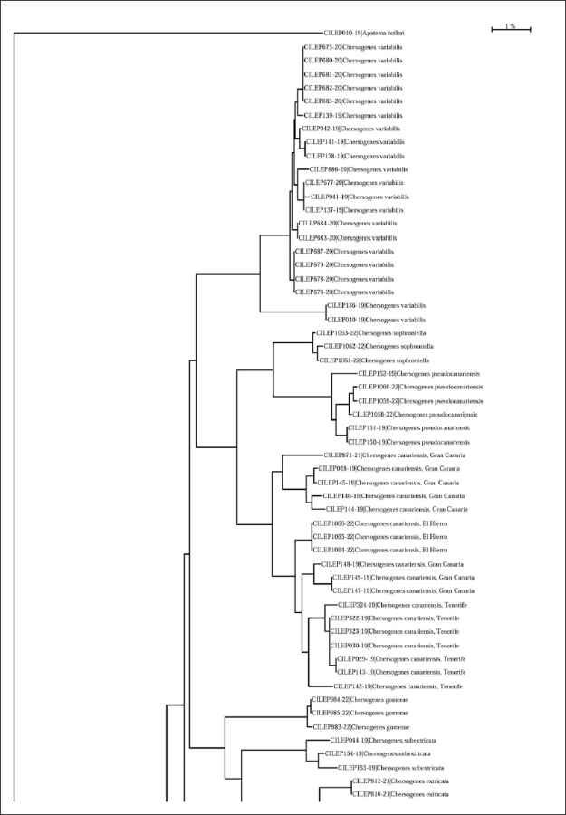 Neighbor-joining tree of DNA barcodes of eighteen species of 
								Chersogenes, two species of Holcopogoninae and 
								Apatema helleri (
								Rebel, 1910).
							