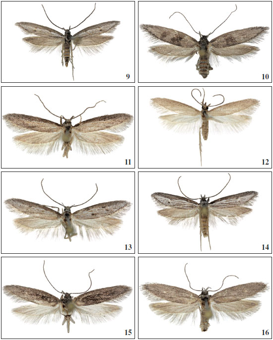 9.Chersogenes pseudocanariensis Falck & Karsholt, sp. nov., ♂, Gran Canaria, 15 mm. 
										10.Chersogenes pseudocanariensis Falck & Karsholt, sp. nov., ♀, Gran Canaria, 16 mm. 
										11.Chersogenes canariensis (
										Rebel, 1906), ♂, Tenerife, 17 mm. 
										12.Chersogenes canariensis (
										Rebel, 1906), ♂, Tenerife, 14 mm. 
										13.Chersogenes canariensis (
										Rebel, 1906), ♂, Tenerife, 15 mm. 
										14.Chersogenes canariensis (
										Rebel, 1906), ♂, Gran Canaria, 14 mm. 
										15.Chersogenes canariensis (
										Rebel, 1906), ♀, Tenerife, 16 mm. 
										16.Chersogenes canariensis (
										Rebel, 1906), ♀, Gran CanariaTenerife, 14.5 mm.
									