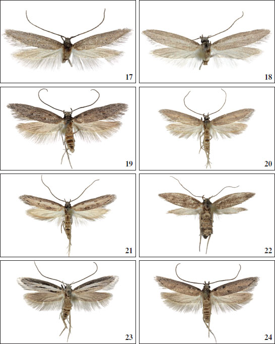 17.Chersogenes subextricata Falck & Karsholt, sp. nov., ♂, Tenerife, 15.5 mm. 
						18.Chersogenes subextricata Falck & Karsholt, sp. nov., ♂, Tenerife, 13.5 mm. 
						19.Chersogenes extricata (
						Gozmány, 1964), ♂, Gran Canaria, 16 mm. 
						20.Chersogenes extricata (
						Gozmány, 1964), ♂, Gran Canaria, 16.5 mm. 
						21.Chersogenes extricata (
						Gozmány, 1964), ♂, Gran Canaria, 16 mm. 
						22.Chersogenes extricata (
						Gozmány, 1964), ♀, Gran Canaria, 13 mm. 
						23.Chersogenes gomerae Falck & Karsholt, sp. nov., ♂, La Gomera, 16.5 mm. 
						24.Chersogenes gomerae Falck & Karsholt, sp. nov., ♂, La Gomera, 16 mm.
					