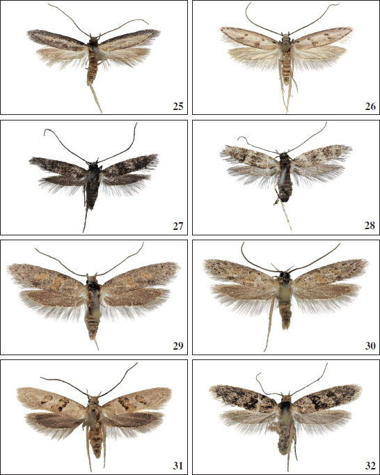 25.Chersogenes gomerae Falck & Karsholt, sp. nov., ♂, La Gomera, 15.5 mm. 
												26.Chersogenes gomerae Falck & Karsholt, sp. nov., ♂, La Gomera, 16 mm. 
												27.Chersogenes nigra Falck & Karsholt, sp. nov., ♂, Gran Canaria, 8.5 mm. 
												28.Chersogenes nigra Falck & Karsholt, sp. nov., ♀, Gran Canaria, 8.5 mm. 
												29.Chersogenes eupracta (
												Gozmány, 1988), ♂, Gran Canaria, 11 mm. 
												30.Chersogenes eupracta (
												Gozmány, 1988), ♂, Gran Canaria, 12.5 mm. 
												31.Chersogenes eupracta (
												Gozmány, 1988), ♂, Gran Canaria, 14.5 mm. 
												32.Chersogenes eupracta (
												Gozmány, 1988), ♀, Gran Canaria, 14 mm.
											